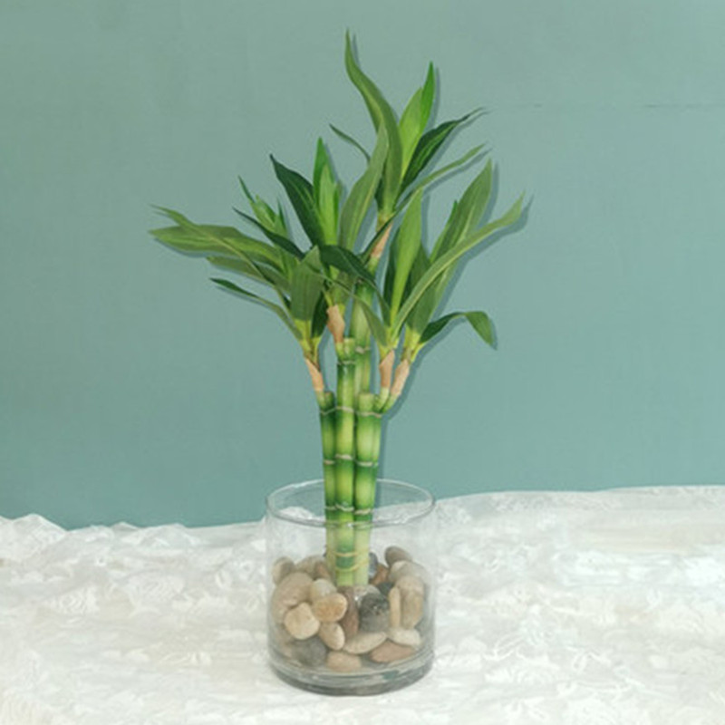 Snake Plant - نبات البامبو الصناعي الجديد بطول 40