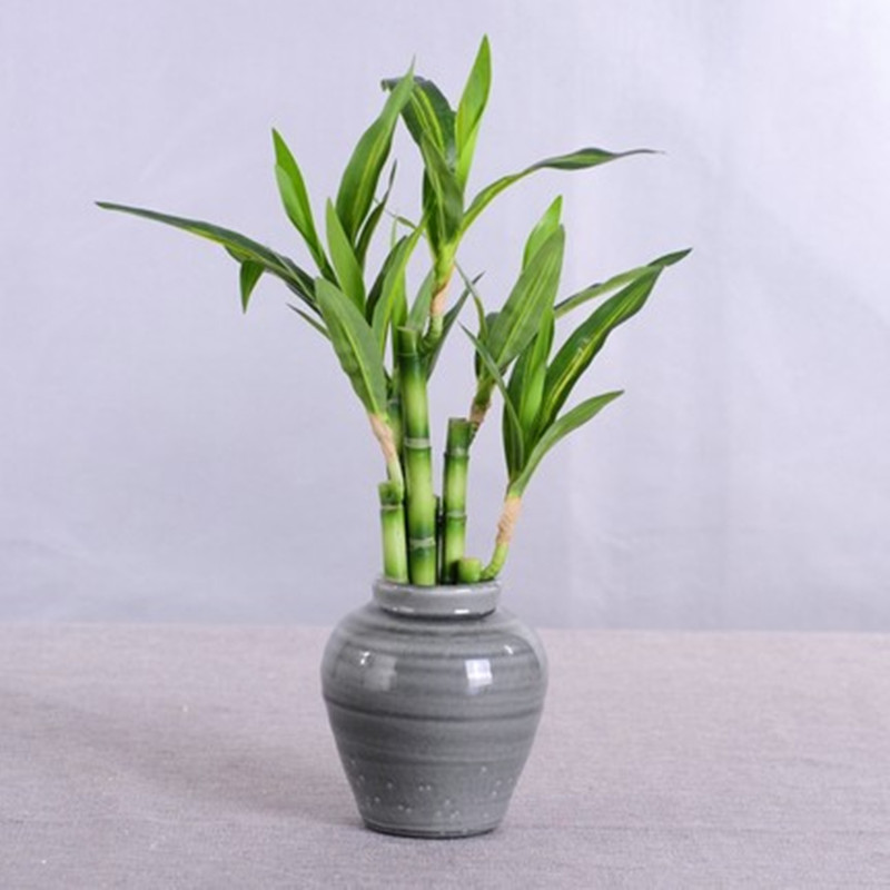 نبات البامبو الصناعي الجديد بط - مراجعة Snake Plant وسعره