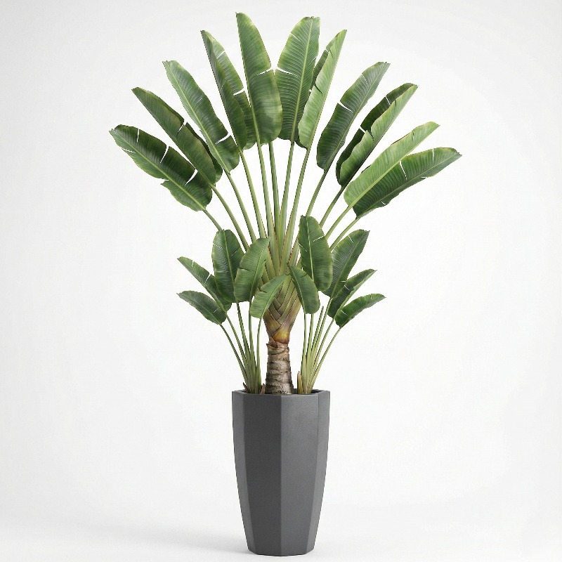 شجرة التين المزيفة عالية المحا - مراجعة Fiddle Leaf Fig وسعره